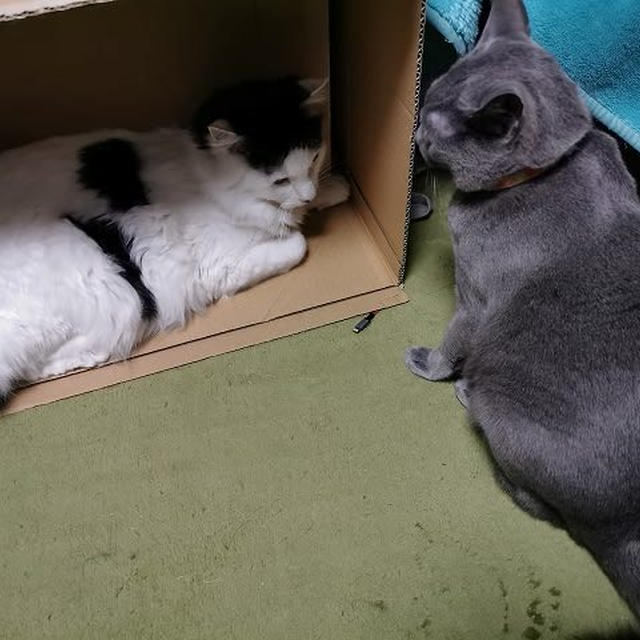 圧に負けずに、こわごわ抵抗してみる