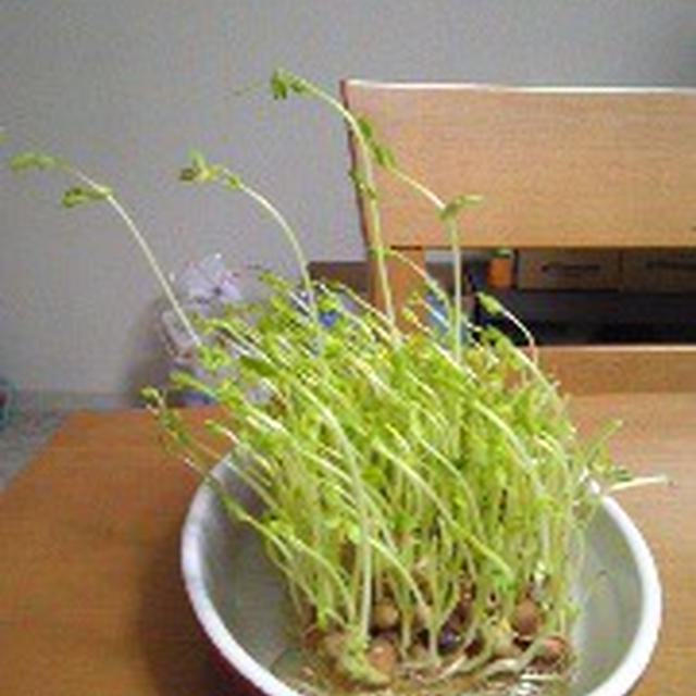 風は吹いていないのですが…