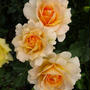 ＊大好きなオレンジ系の薔薇