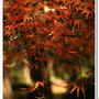 《県立相模原公園P-2》紅葉とお花のご紹介です。