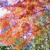 ☆小石川後楽園の紅葉☆