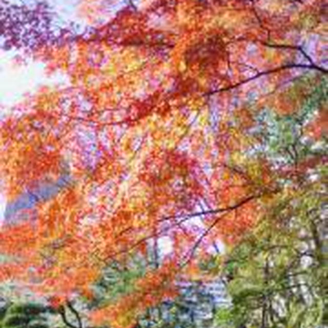 ☆小石川後楽園の紅葉☆