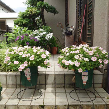 ももいろハートと紫陽花