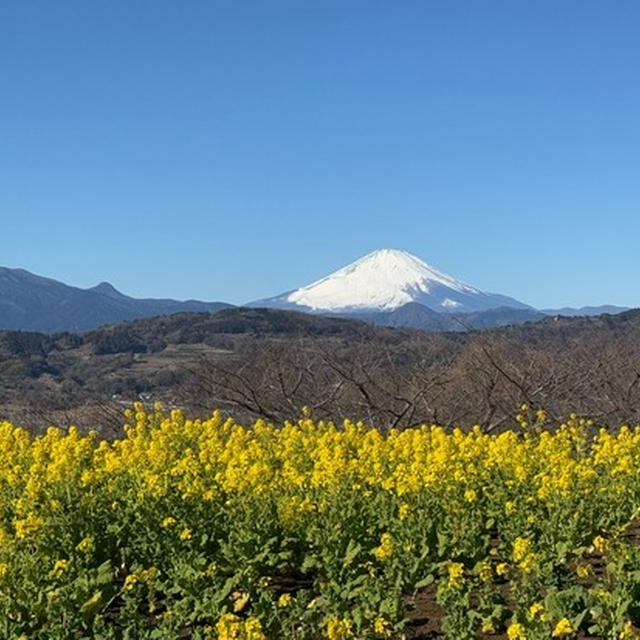 吾妻山菜の花ウォッチング@神奈川二宮市