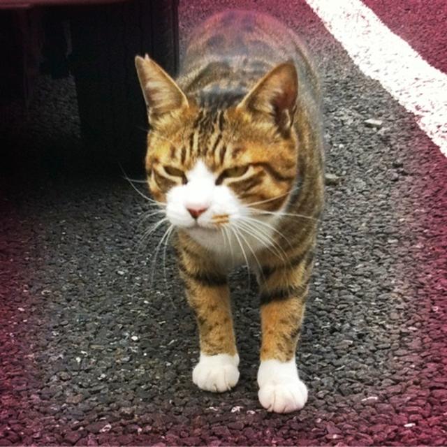 路地裏ネコ〜池袋辺り〜