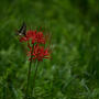 雪国植物園の曼珠沙華20231008④蝶や他の花も⭐︎