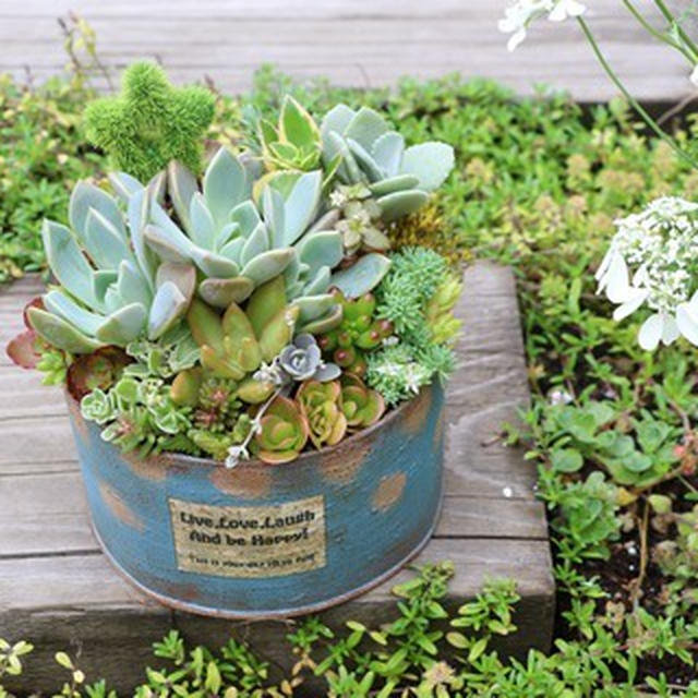 いよいよ明日！花のある暮らし＊多肉の寄せ植え編