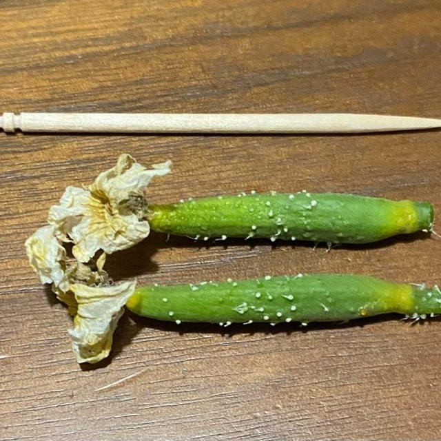 悲しいきゅうり (╥﹏╥)