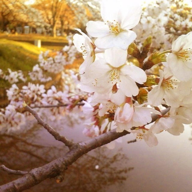 お花見。