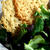 Parmesan Crispsぱりぱりパルメジャンチーズ