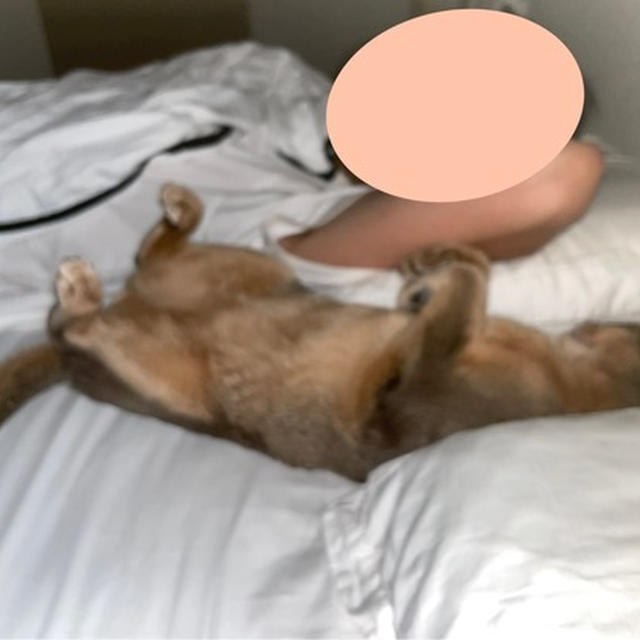 枕と枕の間でへそ天する猫ちゃんと仔猫時代