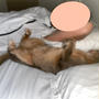 枕と枕の間でへそ天する猫ちゃんと仔猫時代