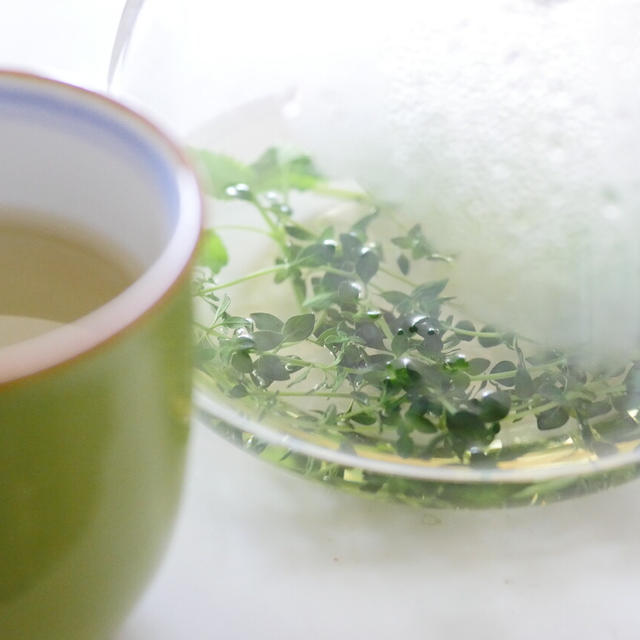 【ベランダ菜園】レモンバームとレモンタイム摘んで、ハーブティー。爽やかすぎて、飲むといい人になりそう