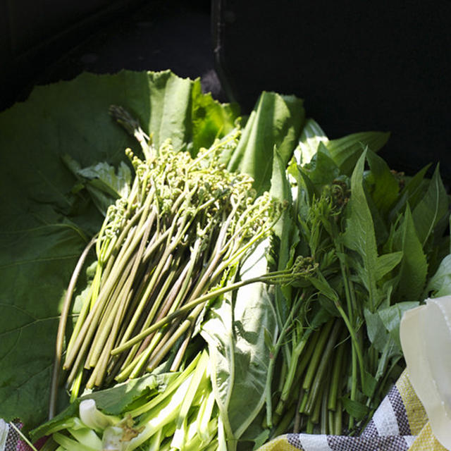 大叔母まつゑと山菜採り。