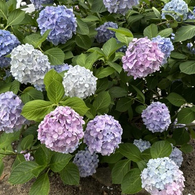 カラフルな紫陽花