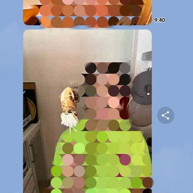 本当にイカだと思ったw