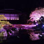 二条城の夜桜 ★。、:*:。.:*:・'゜☆。.:*:・'゜✦ ライトアップ