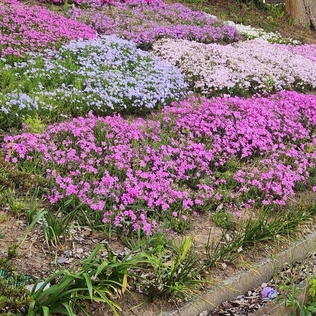 毎日がスペシャル！GWは青い鳥を見つけよう