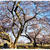 ■そうだ、お花見に行こう♪ヽ(´∀｀*)ﾉ■三神峯公園