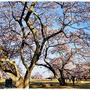■そうだ、お花見に行こう♪ヽ(´∀｀*)ﾉ■三神峯公園