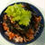 納豆キムチ丼♪