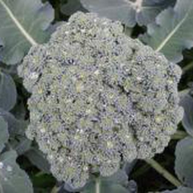 田んぼの草取り