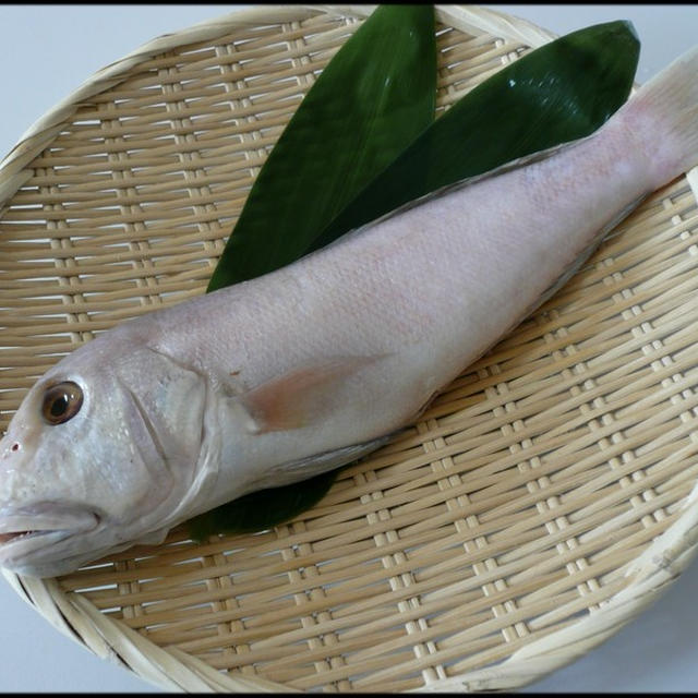 今日の魚　シロアマダイ