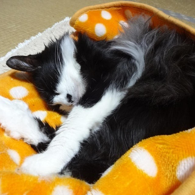 【ごんぼレポ】暖かくなって、そして開く