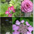 【紫陽花のおまじない】６月〇日と夏至に吊るすと♪今日は私が仕事で子供達は空手の１日稽古