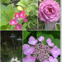 【紫陽花のおまじない】６月〇日と夏至に吊るすと♪今日は私が仕事で子供達は空手の１日稽古