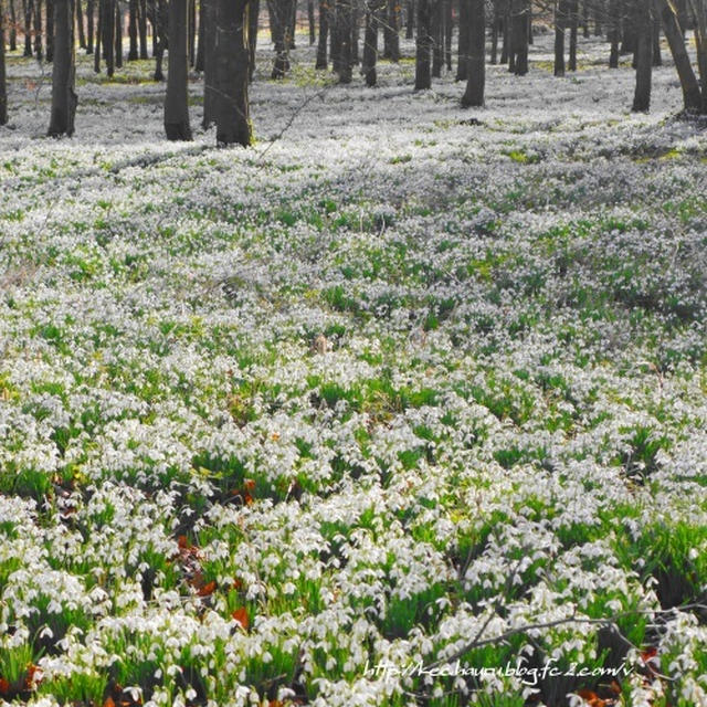 一面の銀世界 春を告げる花 スノードロップ 待雪草 の森 へ By Yoshikoさん レシピブログ 料理ブログのレシピ満載