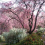 桜満開　❀❀❀　原谷苑