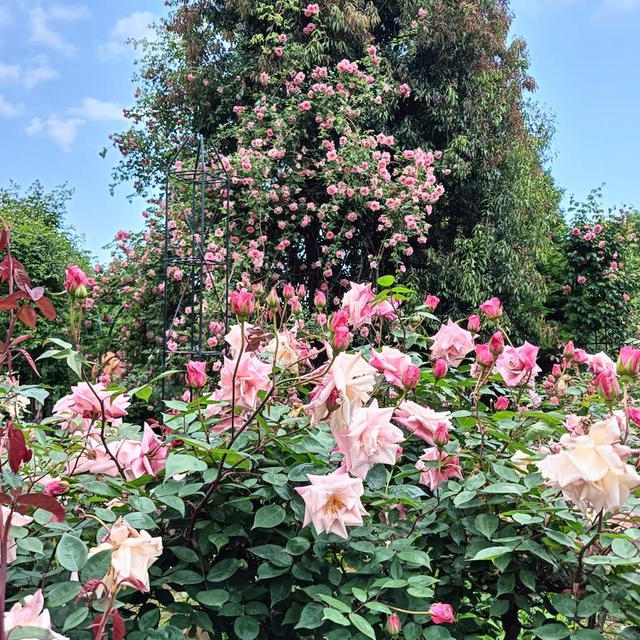 花菜ガーデンなどGWの過ごし方