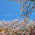 今年の桜の写真を少し