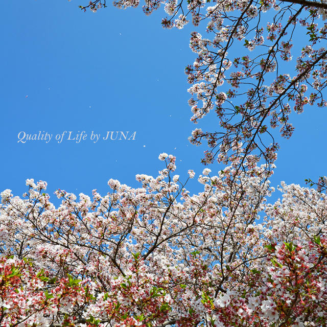 今年の桜の写真を少し
