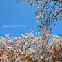 今年の桜の写真を少し