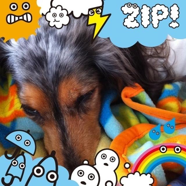ZIP カメラ
