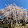 2020 京都の桜♪本満寺の枝垂れ桜と御朱印