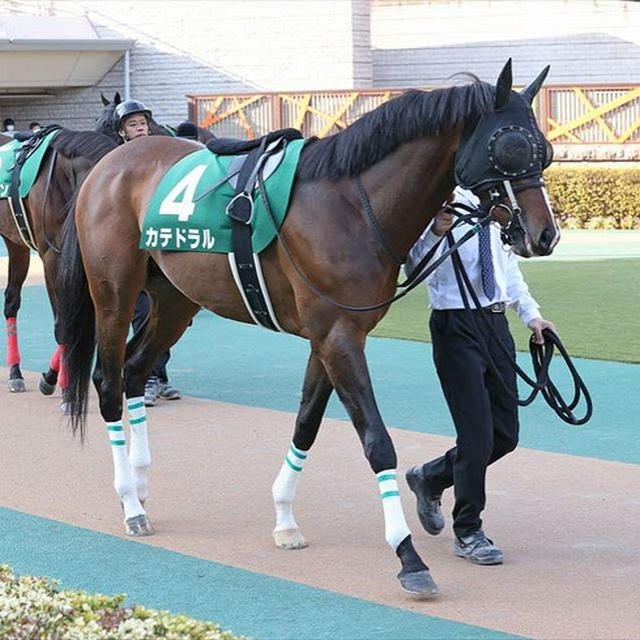 またしても届かず。しかし、本格覚醒か⁉　【カテドラル近況】