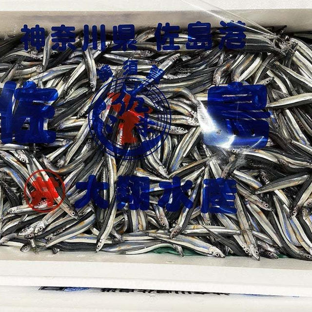 神奈川l県は横須賀・佐島のきびなご 〜魚市場〜