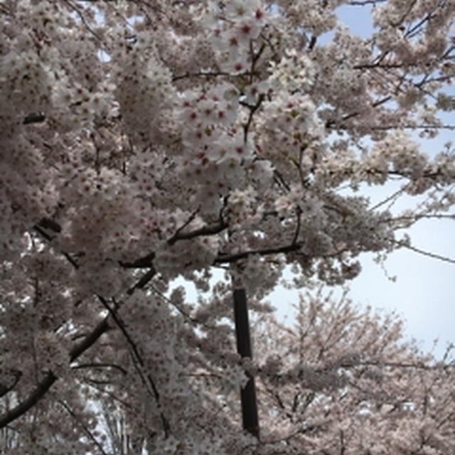 花見