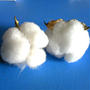 コットン・綿が植物だと知らないのかも。綿の実。