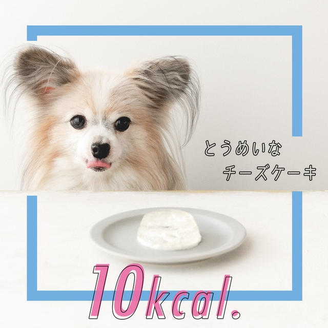 【10kcal】超小型犬でも一つ食べられる透明なチーズケーキ