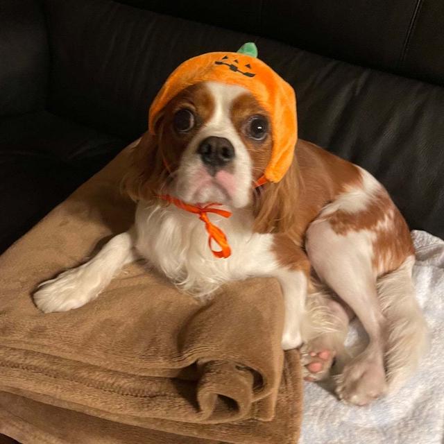 【わんこ】ほんの1分ほどで終了した、愛犬ハロウィンコスプレ｜今日はわんこの日