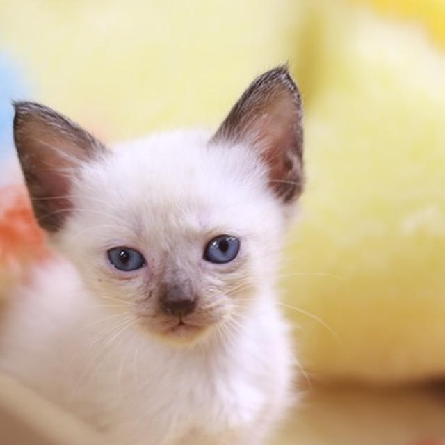 【日記】猫を飼いたいという妄想