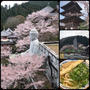 運転手で奈良の「壺阪寺」へ花見に