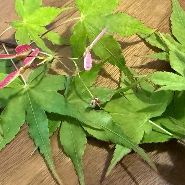 モミジの花と実！