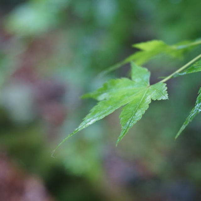 秋月　黒門の新緑
