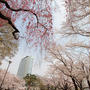 桜・桜・桜