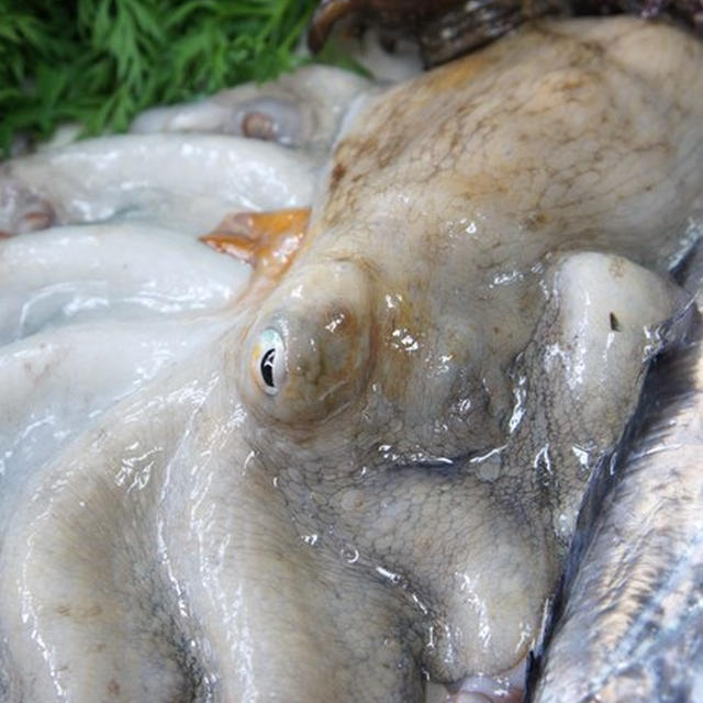 タコのやわらか煮など獲れたてのお魚料理